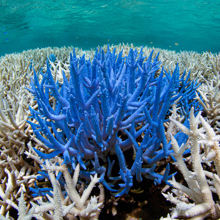 glowing gone bleached coral blue anenglishman