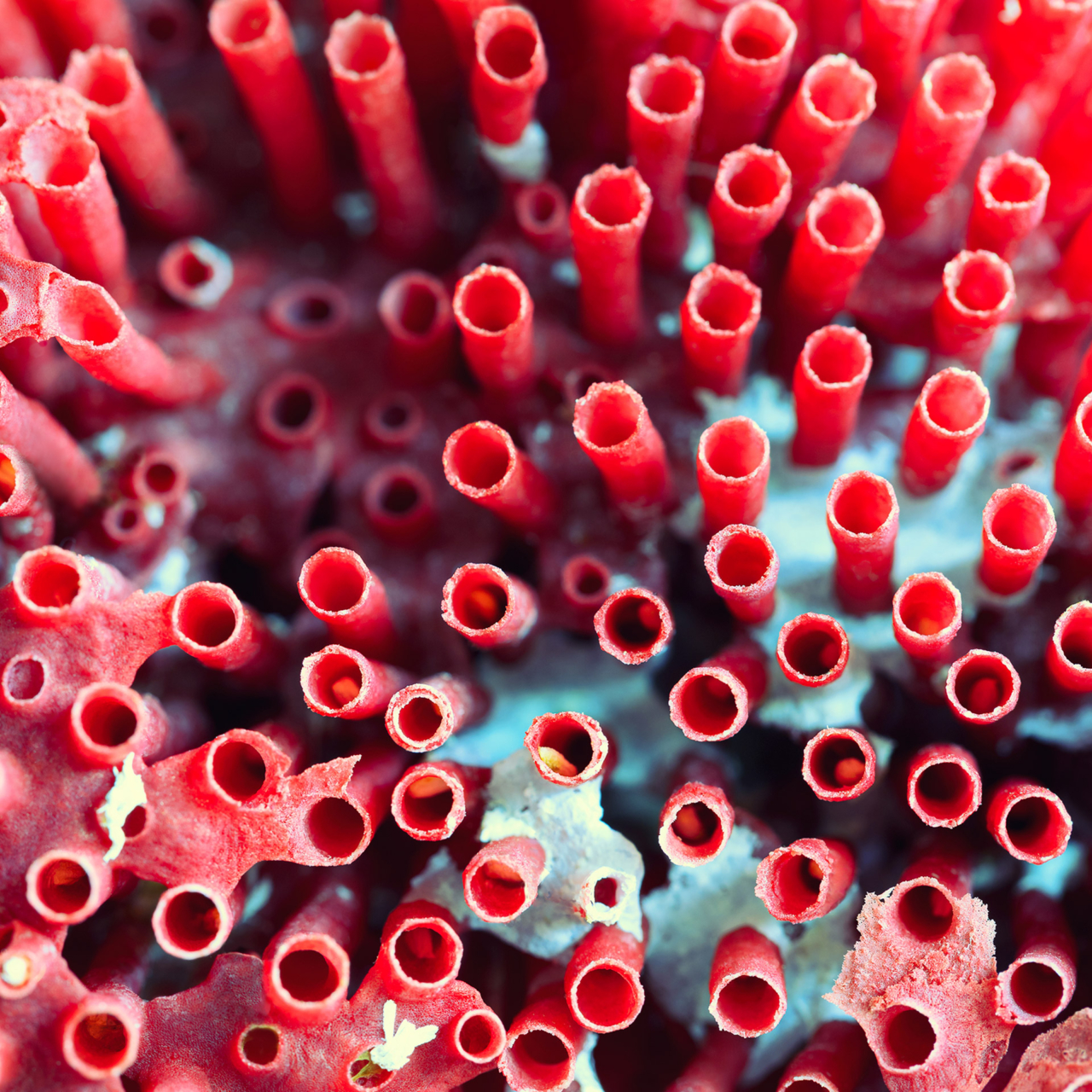 glowing gone red coral anenglishman